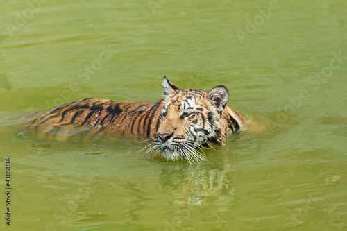 Young tiger cooling in the water