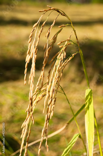 Cuadro en lienzo Rice plant