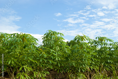 Cassava or manioc plant photo