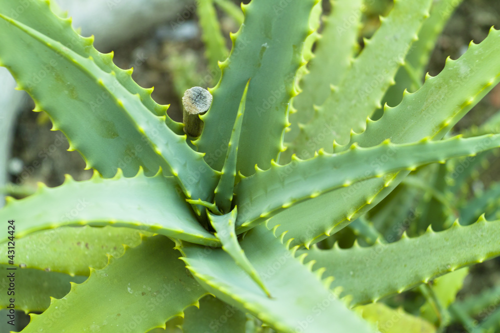 Aloe vera Aloe vera