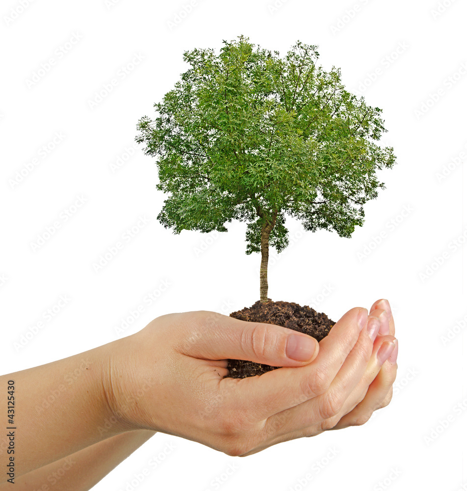 tree in hands tree in hands