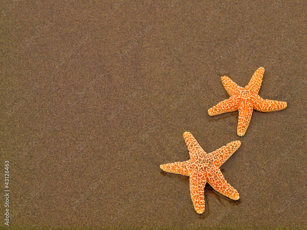 Two Starfish on a Wet Sandy Beach Two Starfish on a Wet Sandy Beach