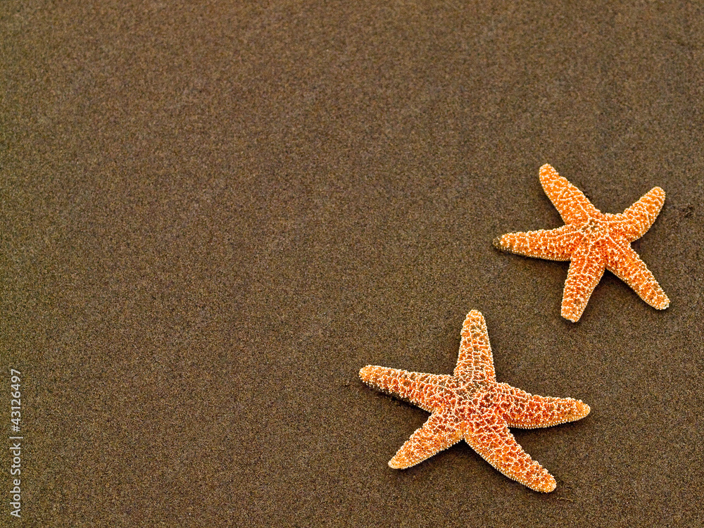 Two Starfish on a Wet Sandy Beach Two Starfish on a Wet Sandy Beach
