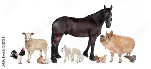 group of farm animals