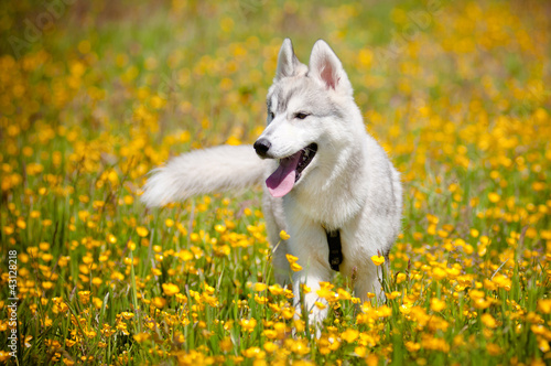 siberian husky puppy walking on the field