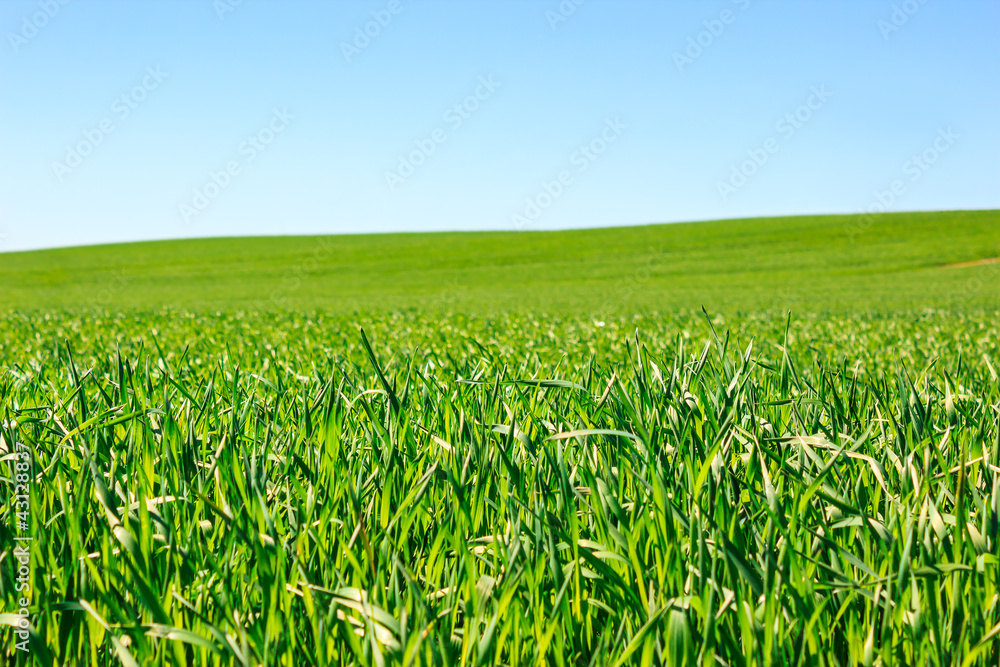 Green grass and blue sky Green grass and blue sky