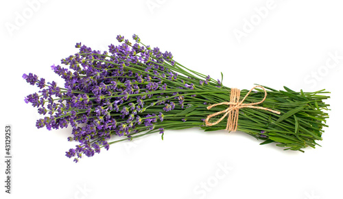 Fototapeta Naklejka Na Ścianę i Meble -  lavender isolated on white background