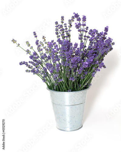 Fototapeta Naklejka Na Ścianę i Meble -  lavender isolated on white background