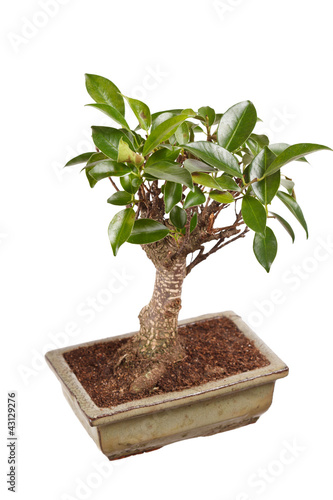 bonsai tree in a pot isolated on white background
