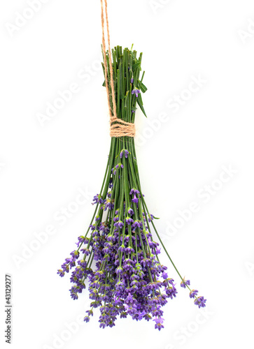 Fototapeta Naklejka Na Ścianę i Meble -  lavender isolated on white background