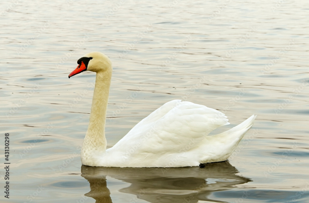 Swan on the water. Swan on the water.