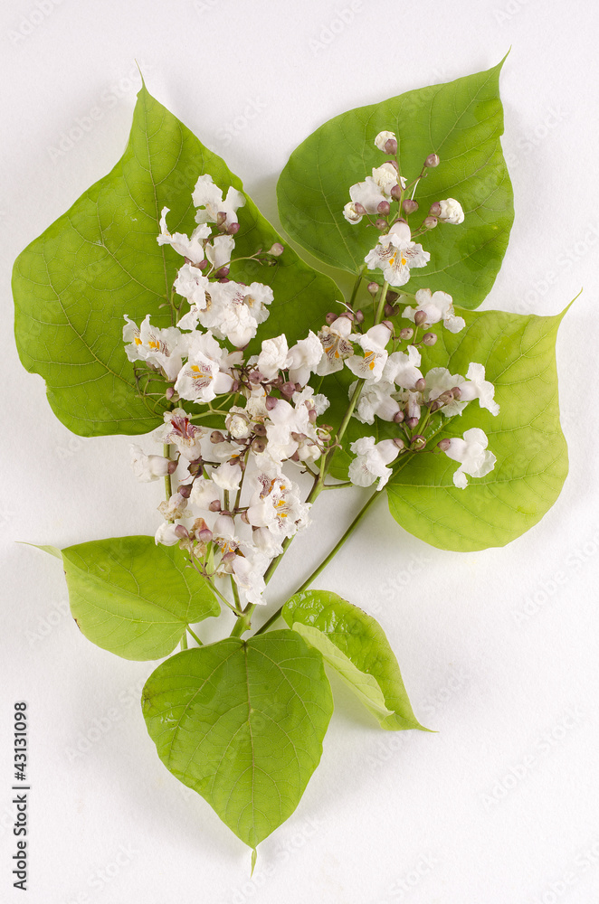 Catalpa bignonioides / Catalpa Stock Photo | Adobe Stock