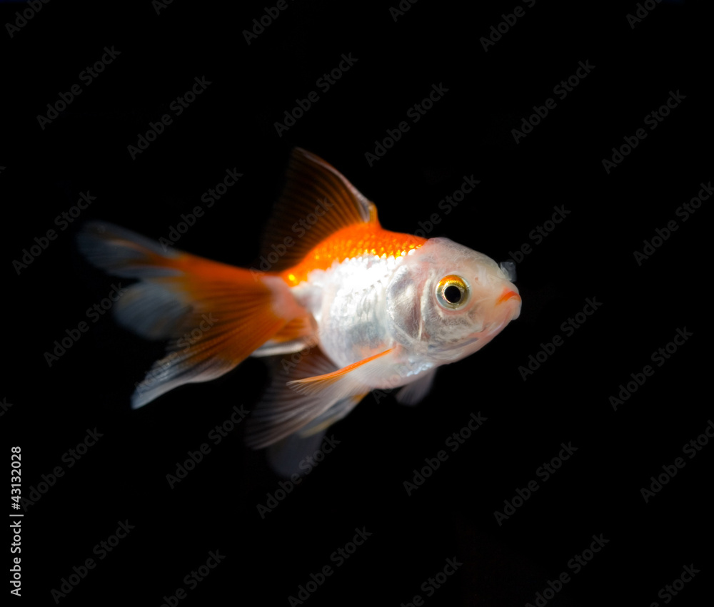 Fish Fish
