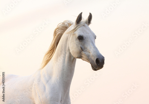 biały koń w zachodzie słońca