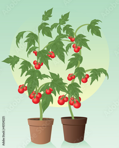 tomatoes