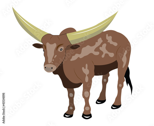 Bull with big horns