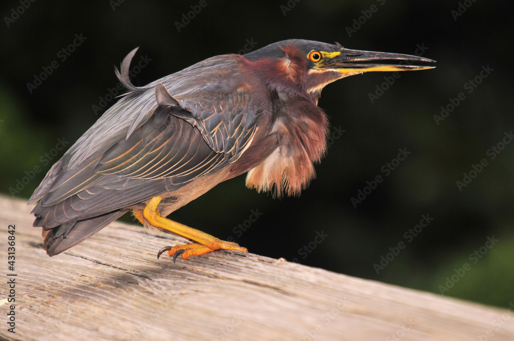 Fototapeta premium Feather in the Wind