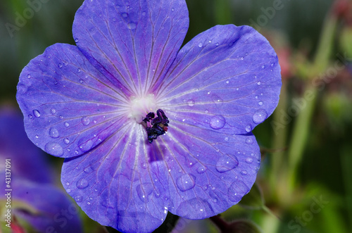 Fototapeta Naklejka Na Ścianę i Meble -  Geranium