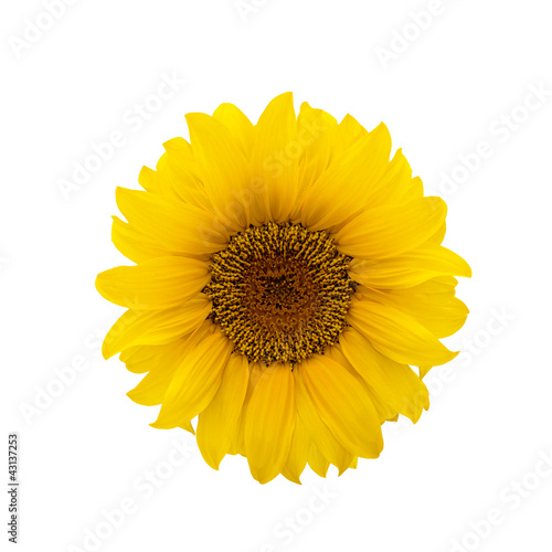 Sonnenblume