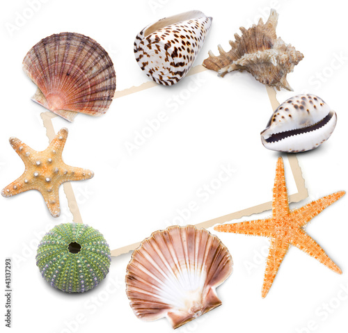 Foto mit Muscheln