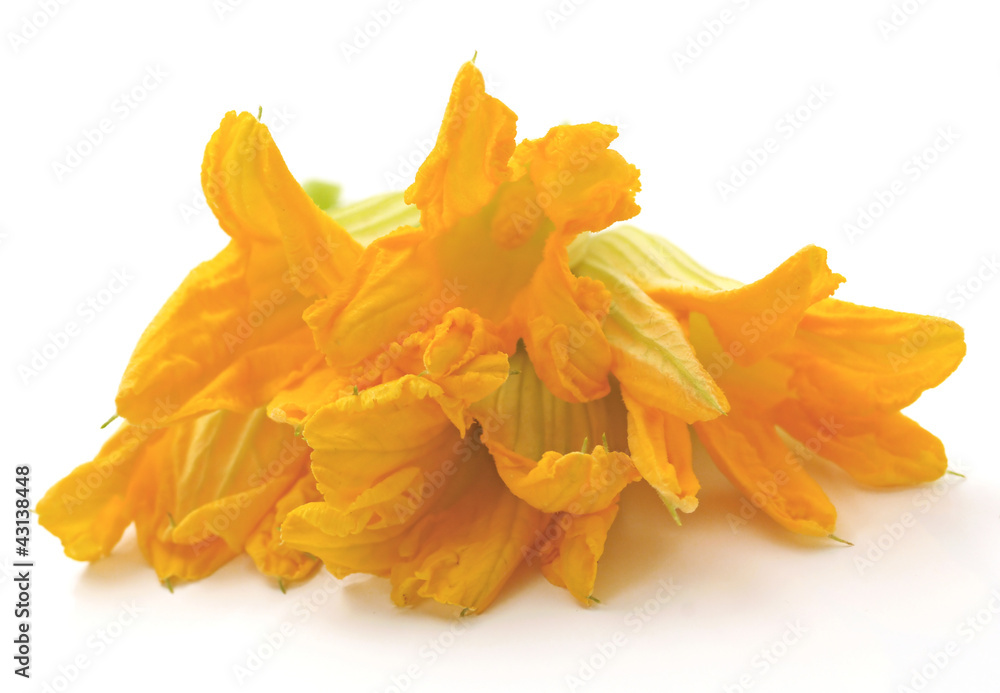 Fototapeta premium Fiori di zucca - Zucchini flowers