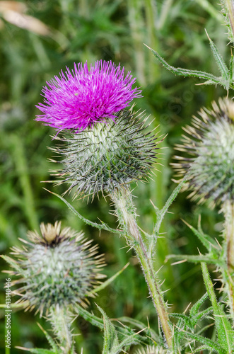 Flowering Spear Thistle