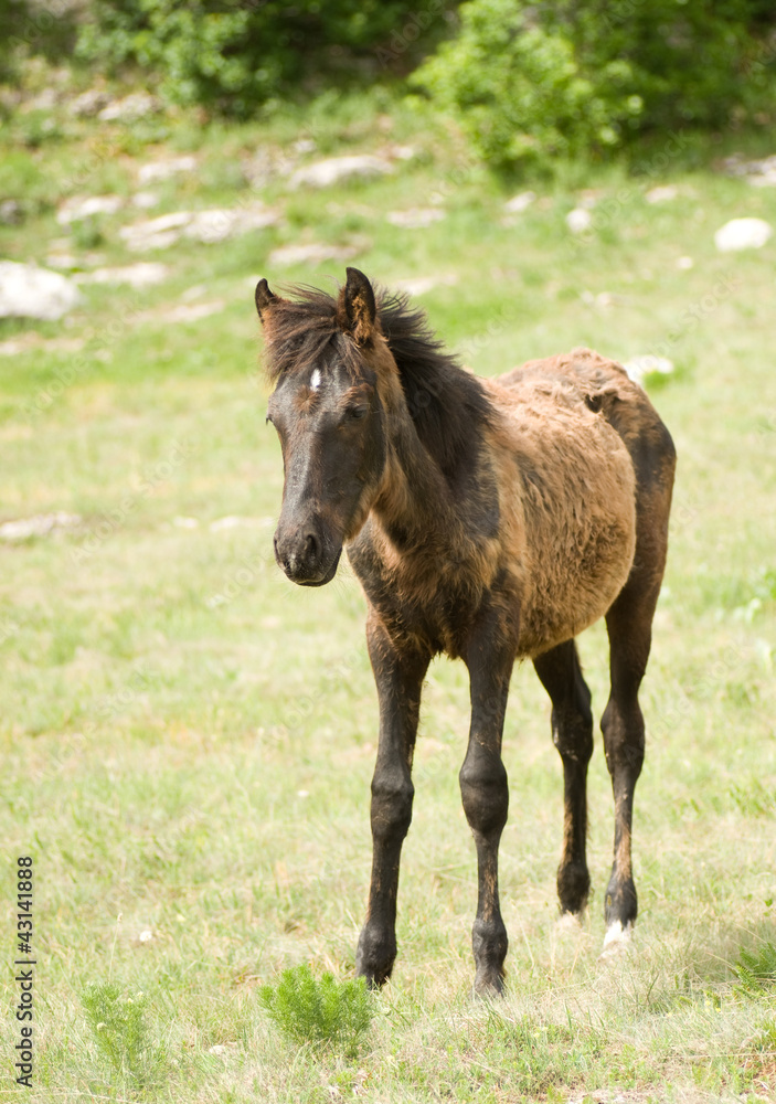 Foal Horse on green meadow