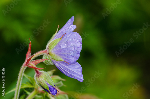 Fototapeta Naklejka Na Ścianę i Meble -  Blue Geranium