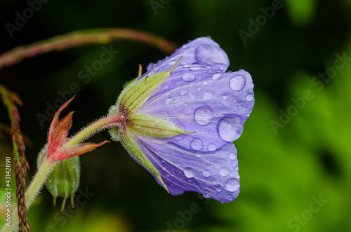 Fototapeta Naklejka Na Ścianę i Meble -  Wild Geranium With Droplets