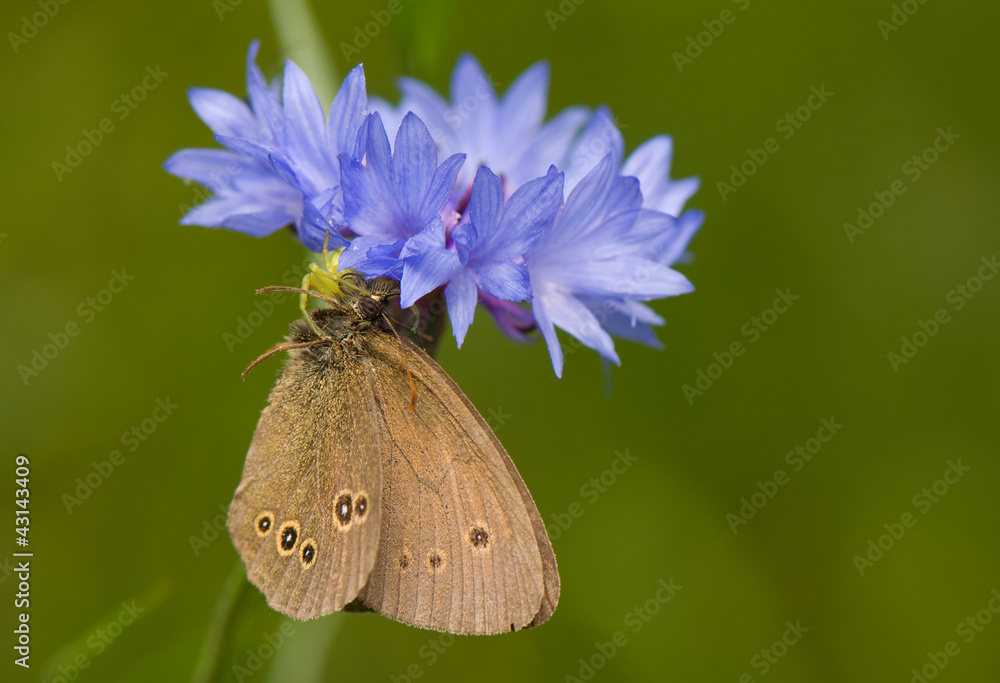Obraz premium Attack Misumena vatia on Aphantopus hyperantus