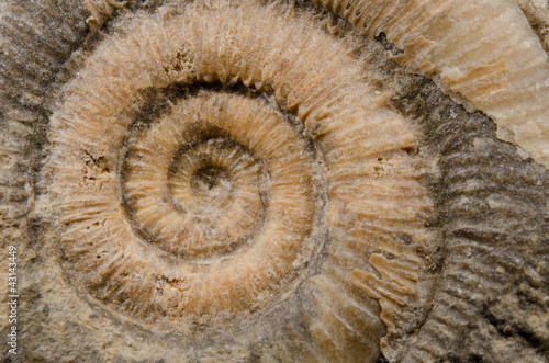 ammonite fossil detail