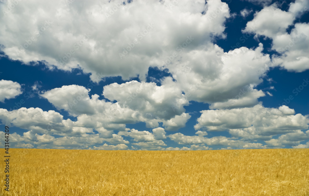 Wheat field and blue sky with clouds Wheat field and blue sky with clouds