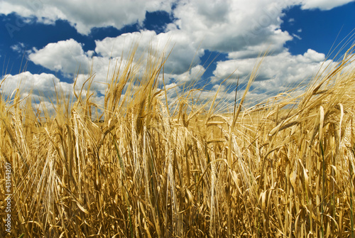 Wheat field and blue sky with clouds