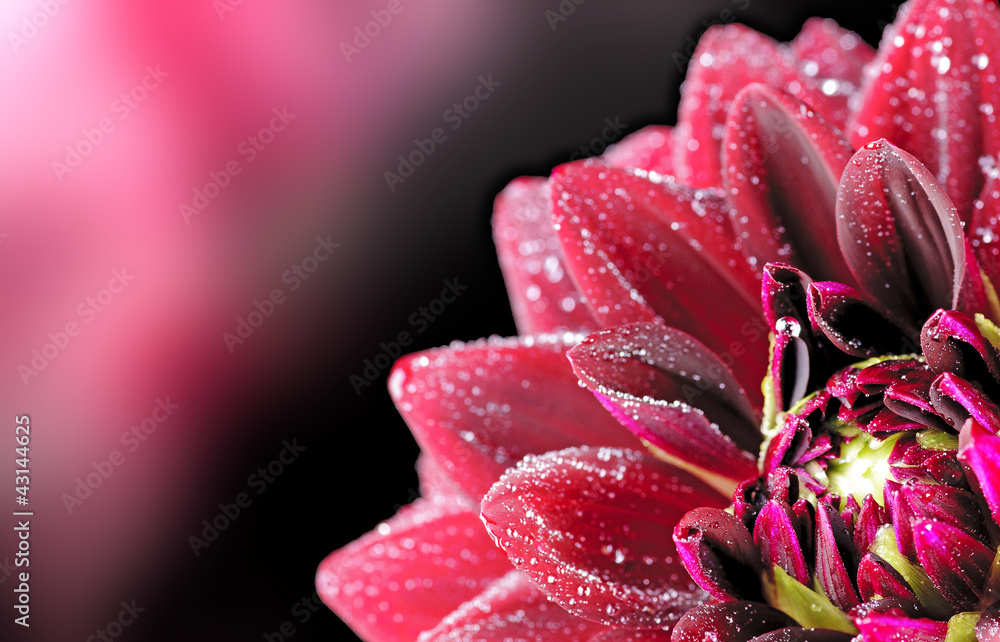 Dahlia