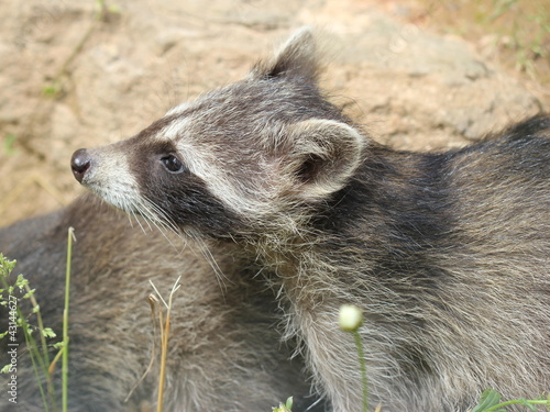 Waschbärbaby  photo