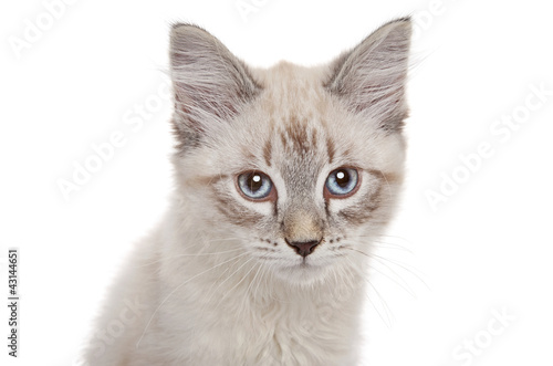 Siberian kitten close-up portrait