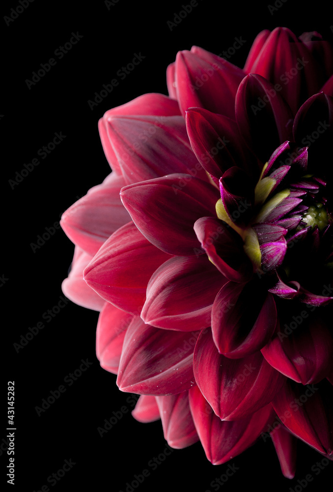 dahlia