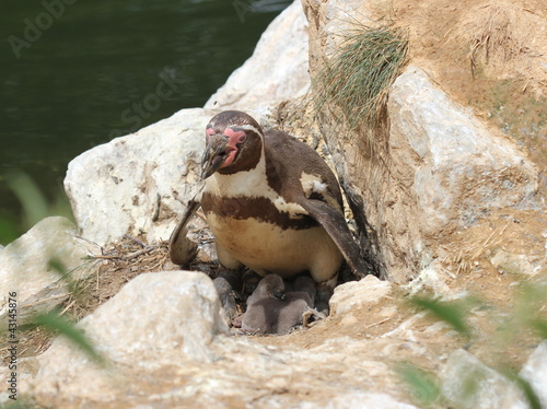 Humboldt-Pinguinmutter mit zwei frisch geschlüpften Küken photo