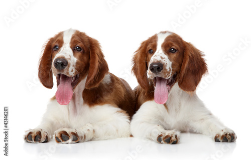 Obraz na płótnie Welsh springer spaniel dogs