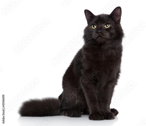 Siberian cat on a white background