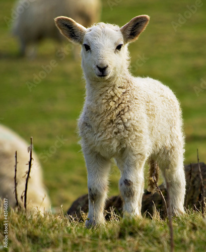 spring welsh lamb
