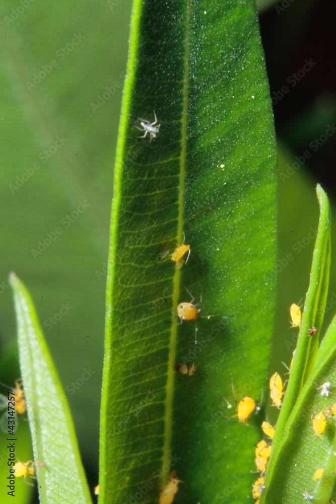 Obraz premium mariquita y piojillos, 