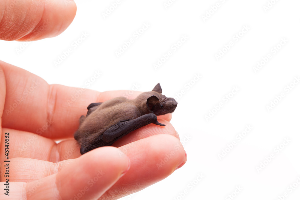 Baby Bat In A Human Hand