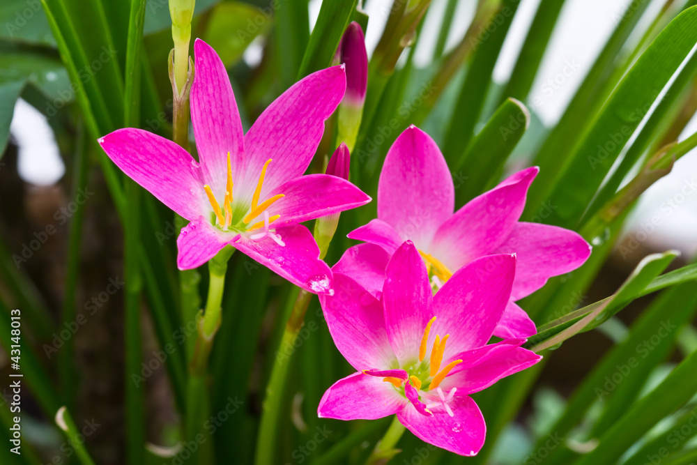 purple rain lily flower ,Thailand purple rain lily flower ,Thailand