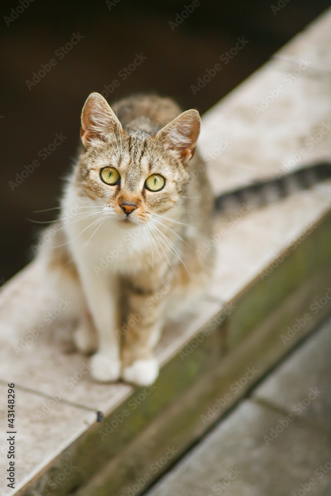 Obraz premium Cute domestic tabby cat staring at camera. Shallow DOF!