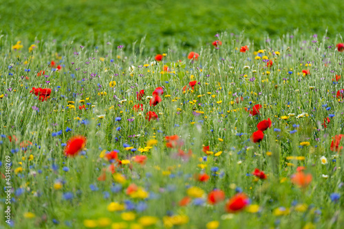 Fototapeta Naklejka Na Ścianę i Meble -  Wildflowers in a field in summer