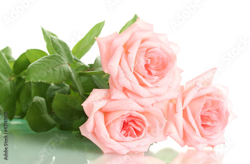 Pink roses isolated on white.