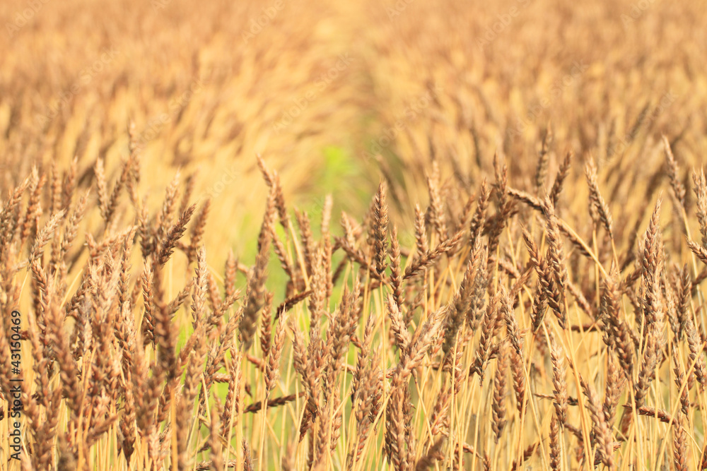 Fototapeta premium Fields of wheat