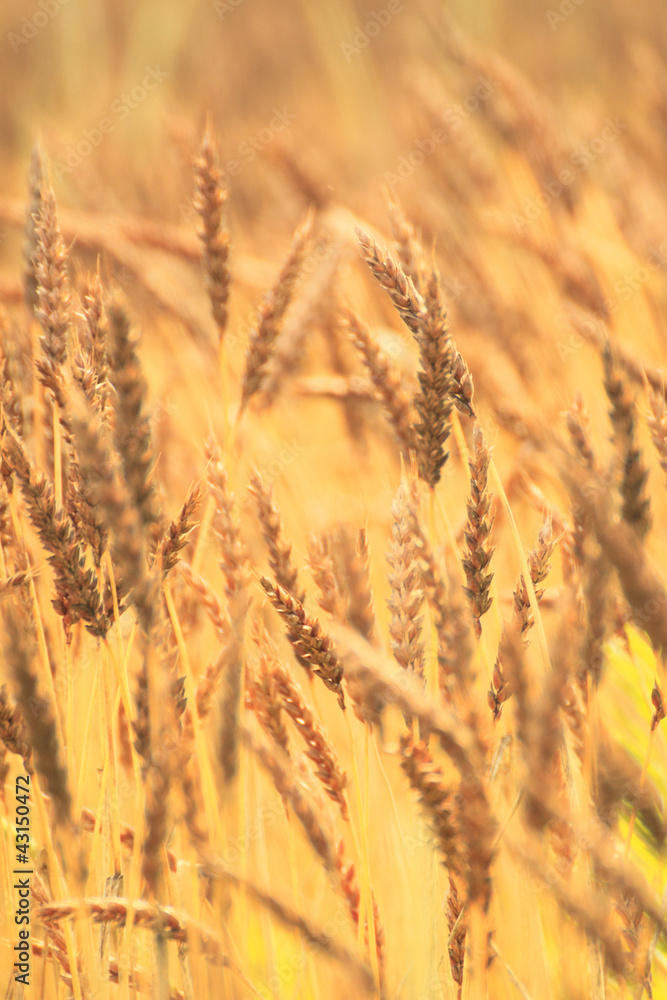 Fototapeta premium Fields of wheat