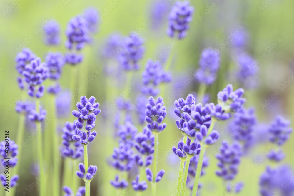 Fototapeta premium Closeup of lavender flowers